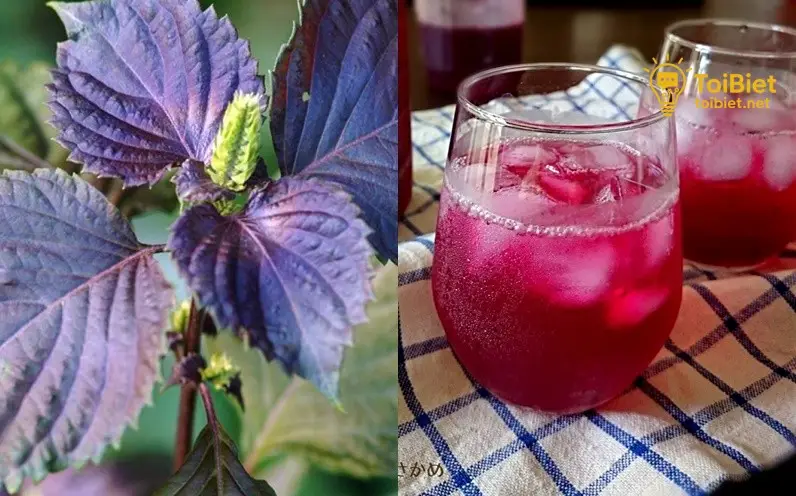 Những Điều Cần Lưu Ý Khi Uống Lá Tía Tô Hàng Ngày