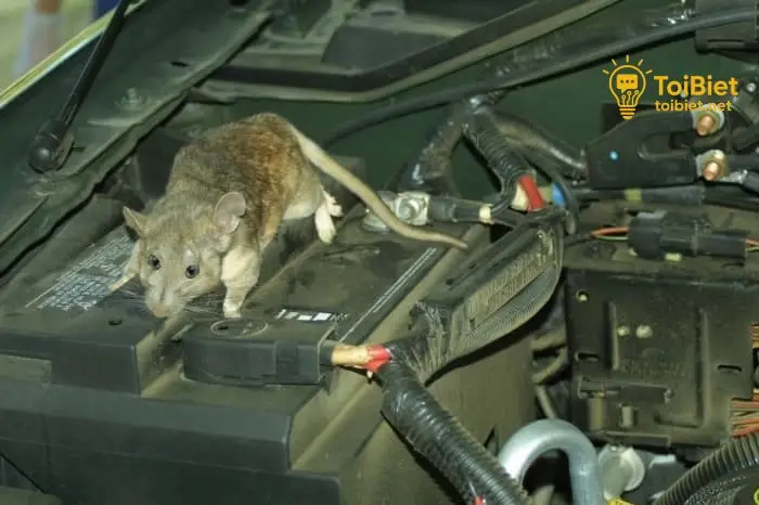 Các Dấu Hiệu Nhận Biết Chuột Xâm Nhập Khoang Máy Các Dấu Hiệu Nhận Biết Chuột Xâm Nhập Khoang Máy